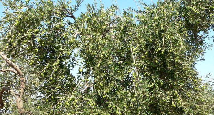 Plantón de olivo 1