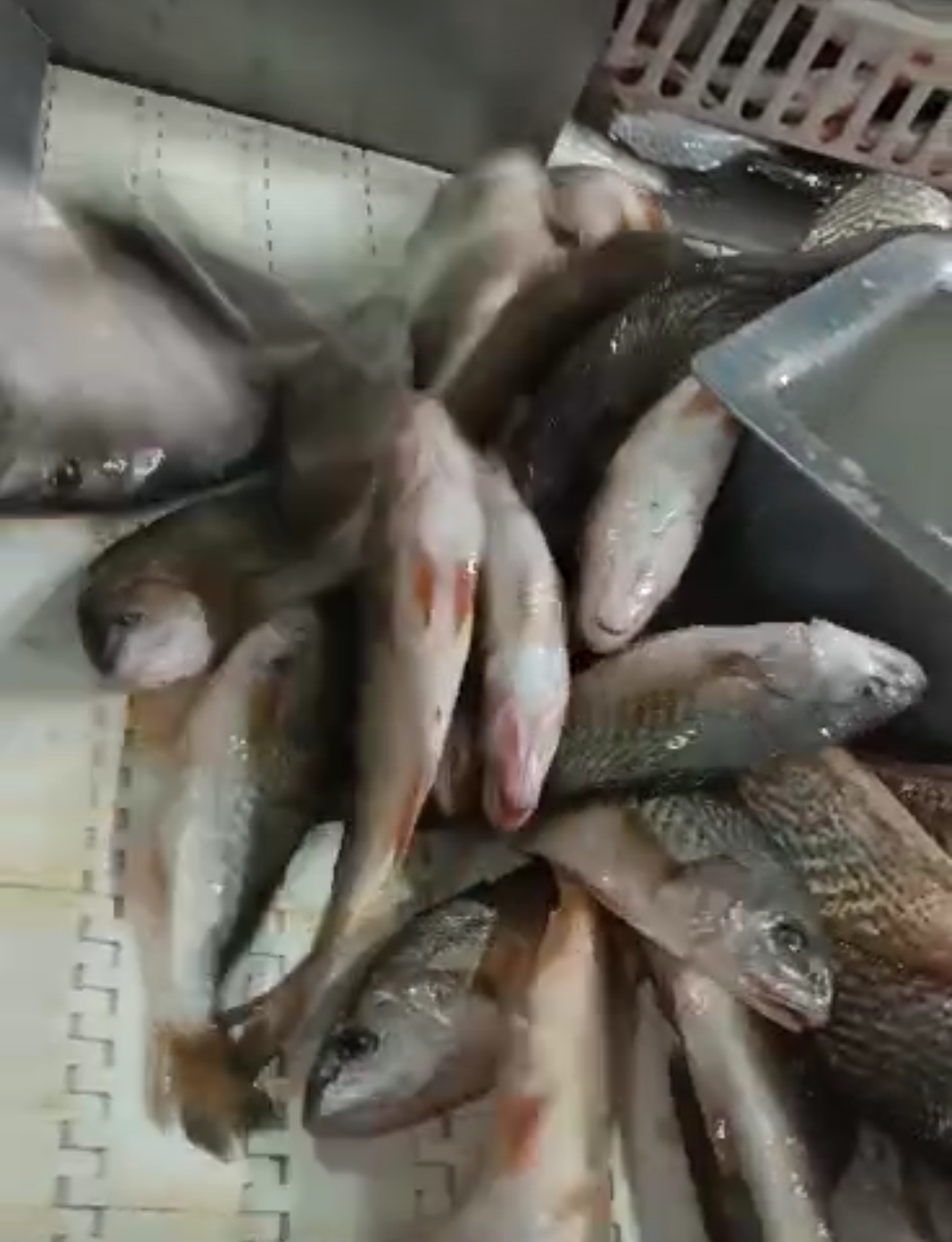pescado congelado para importar