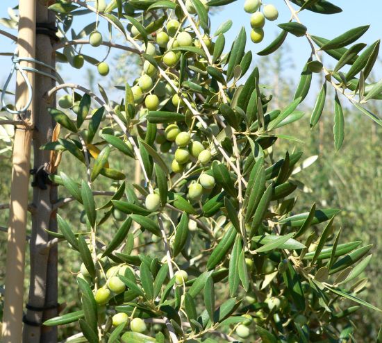 Plantón de olivo 4