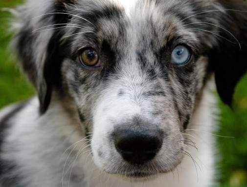 ¿Qué significa el color de ojos de mi perro?