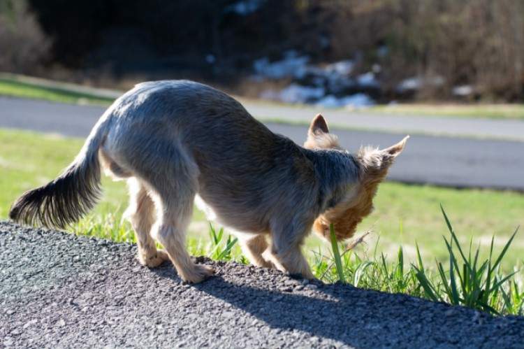 ¿Por qué mi perro come hierba?