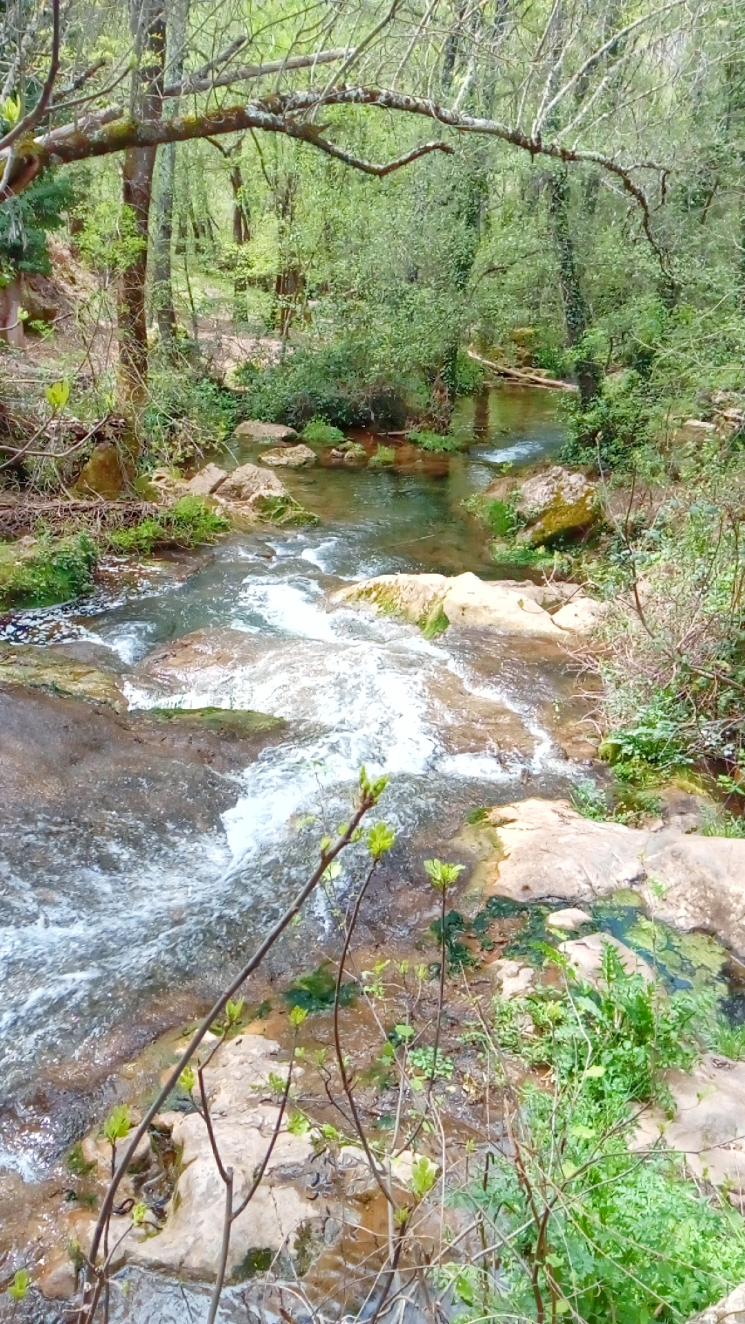 El río Point Wolfe pasa a través de un desfiladero boscoso, hacia