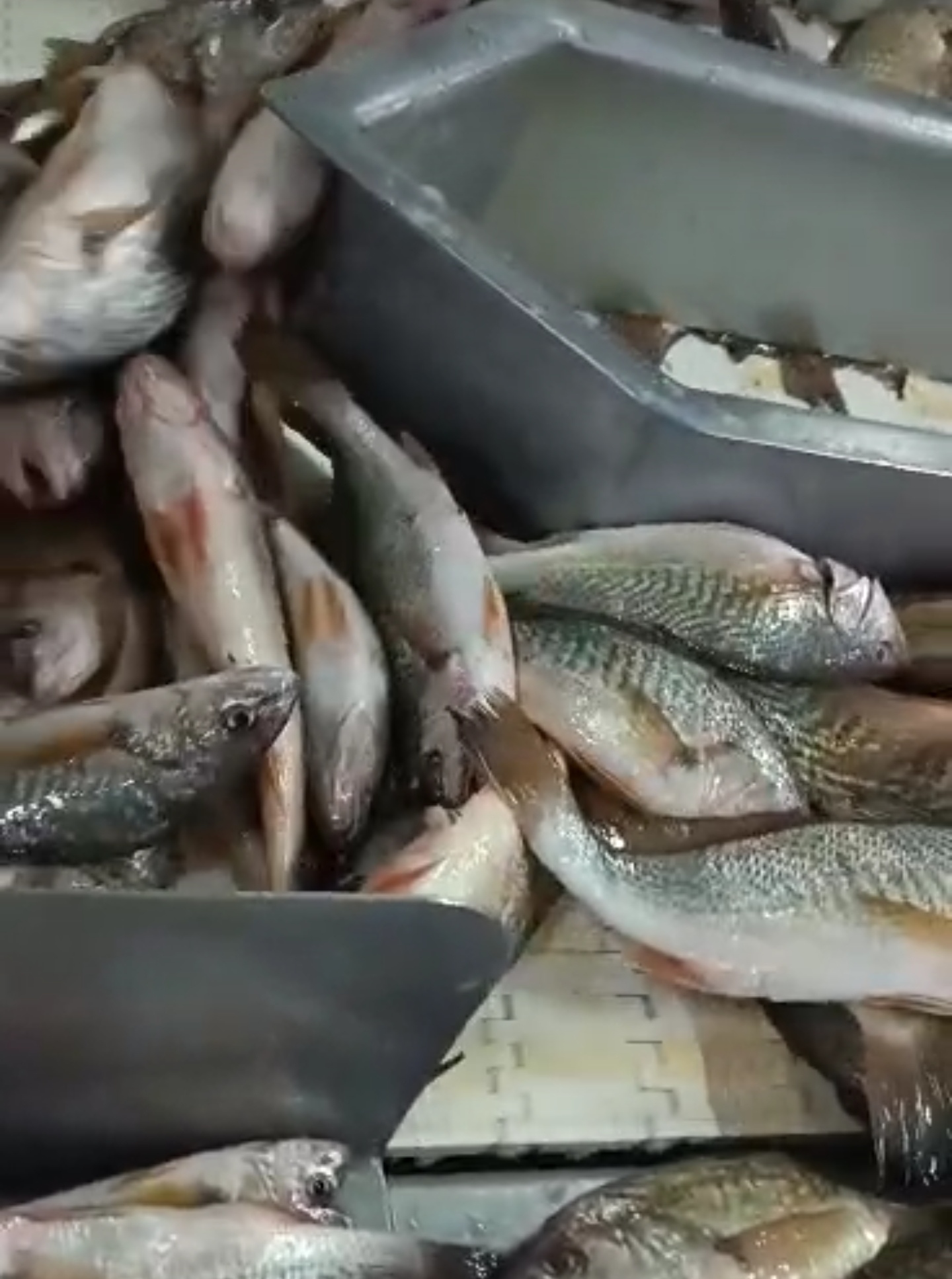 pescado congelado al por mayor