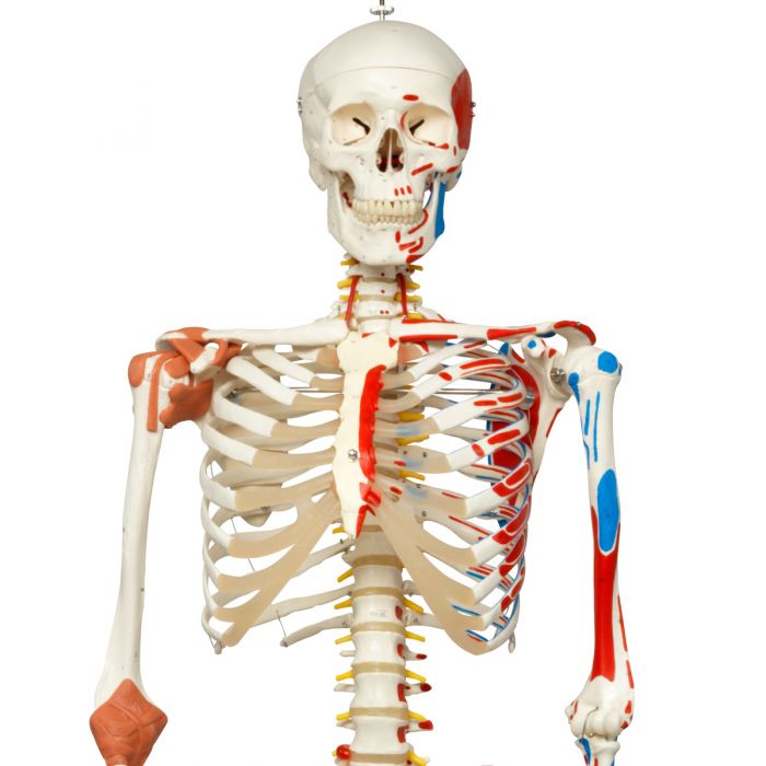 Esqueleto de lujo SAM