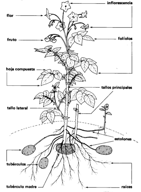 morfologia vegetalpng