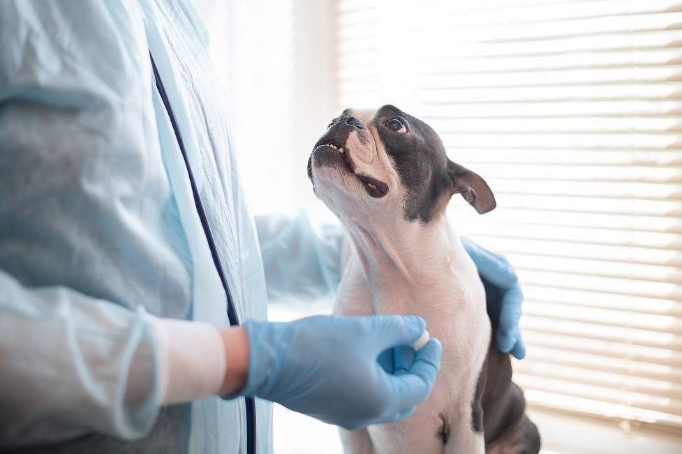 Desinfección por radiación ultravioleta en las clínicas veterinarias