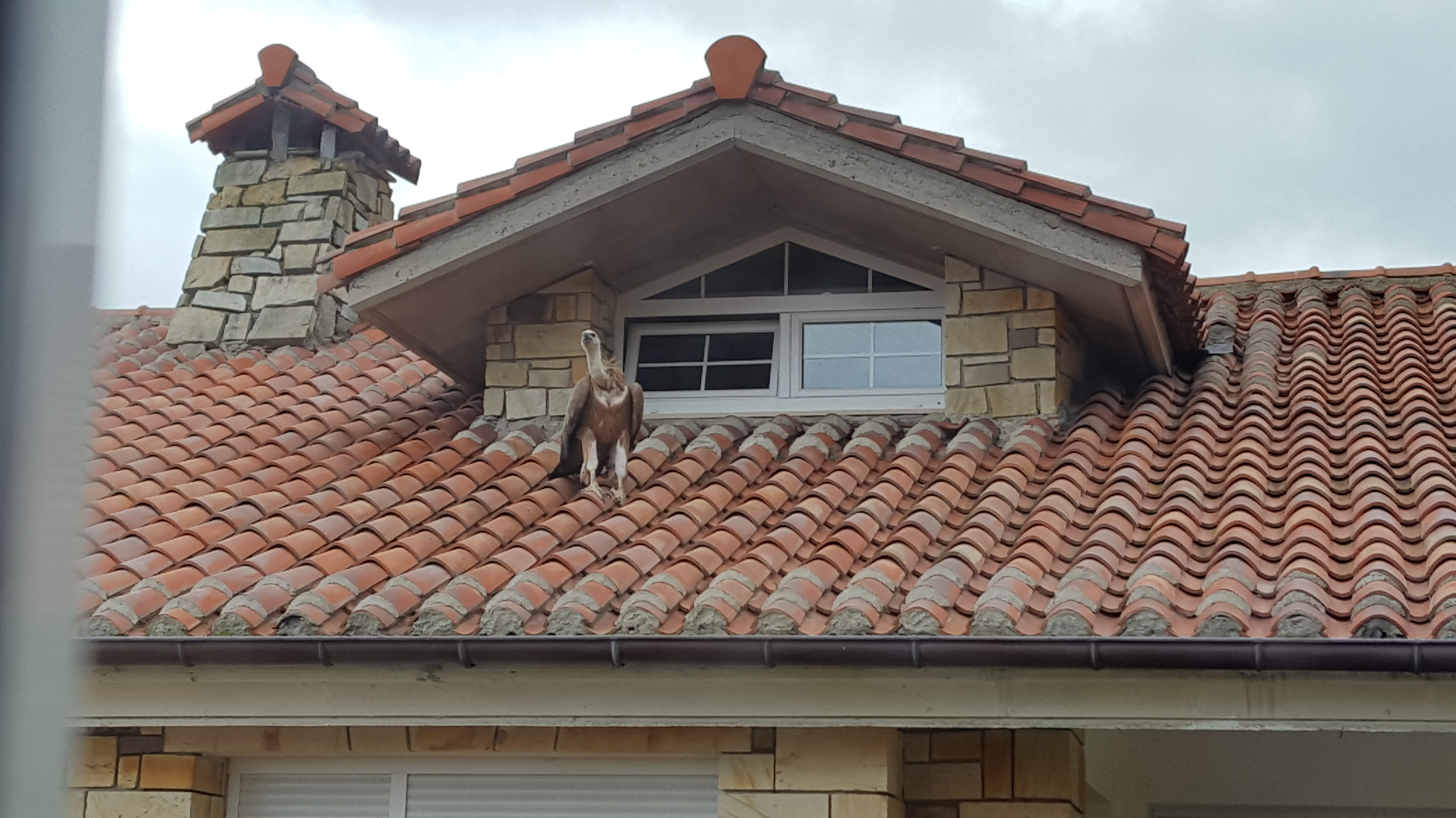 Buitre leonado en hotel de Sonabia