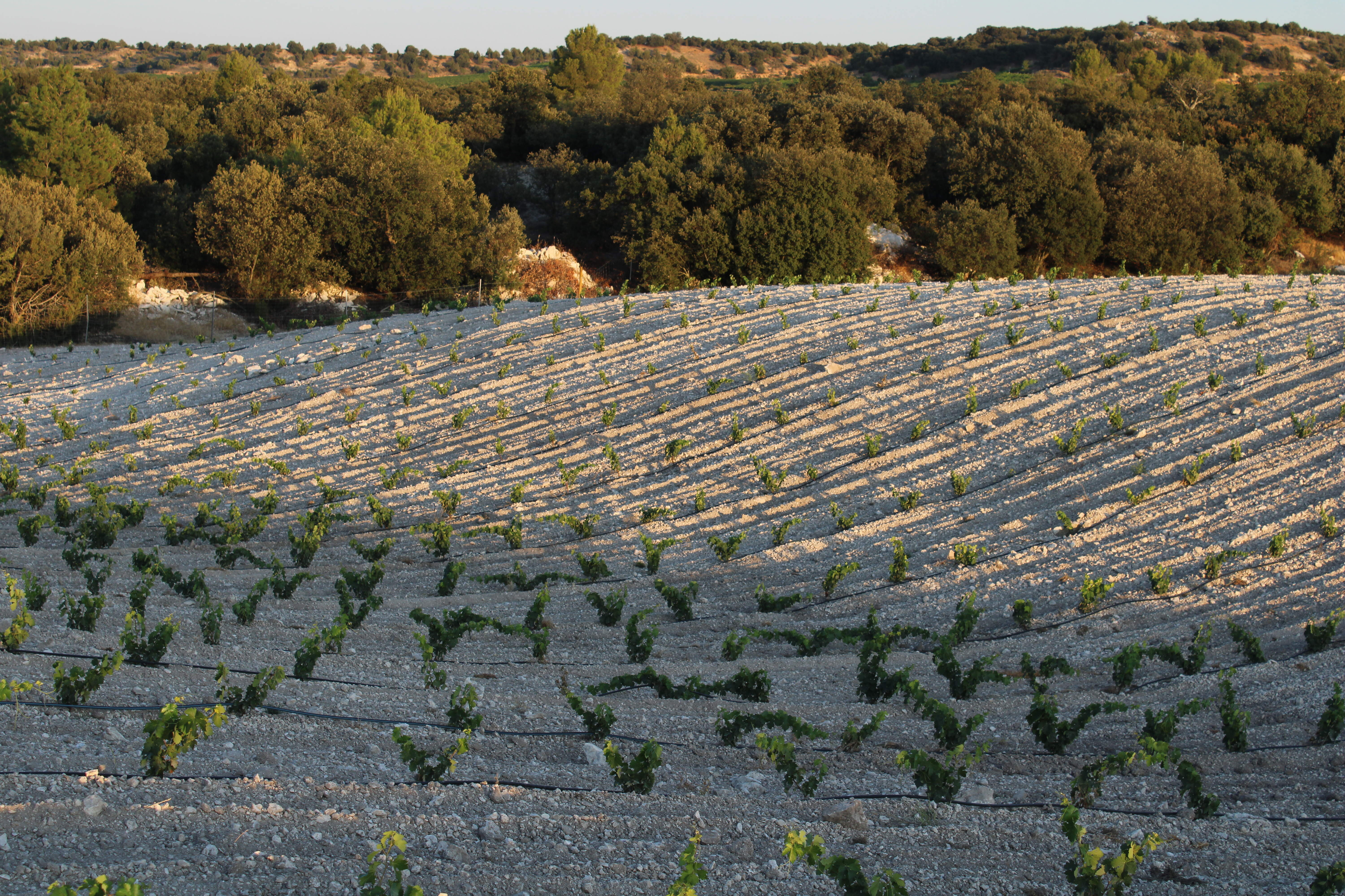 Viñedo Denominacion de Origen Ribera del Duero