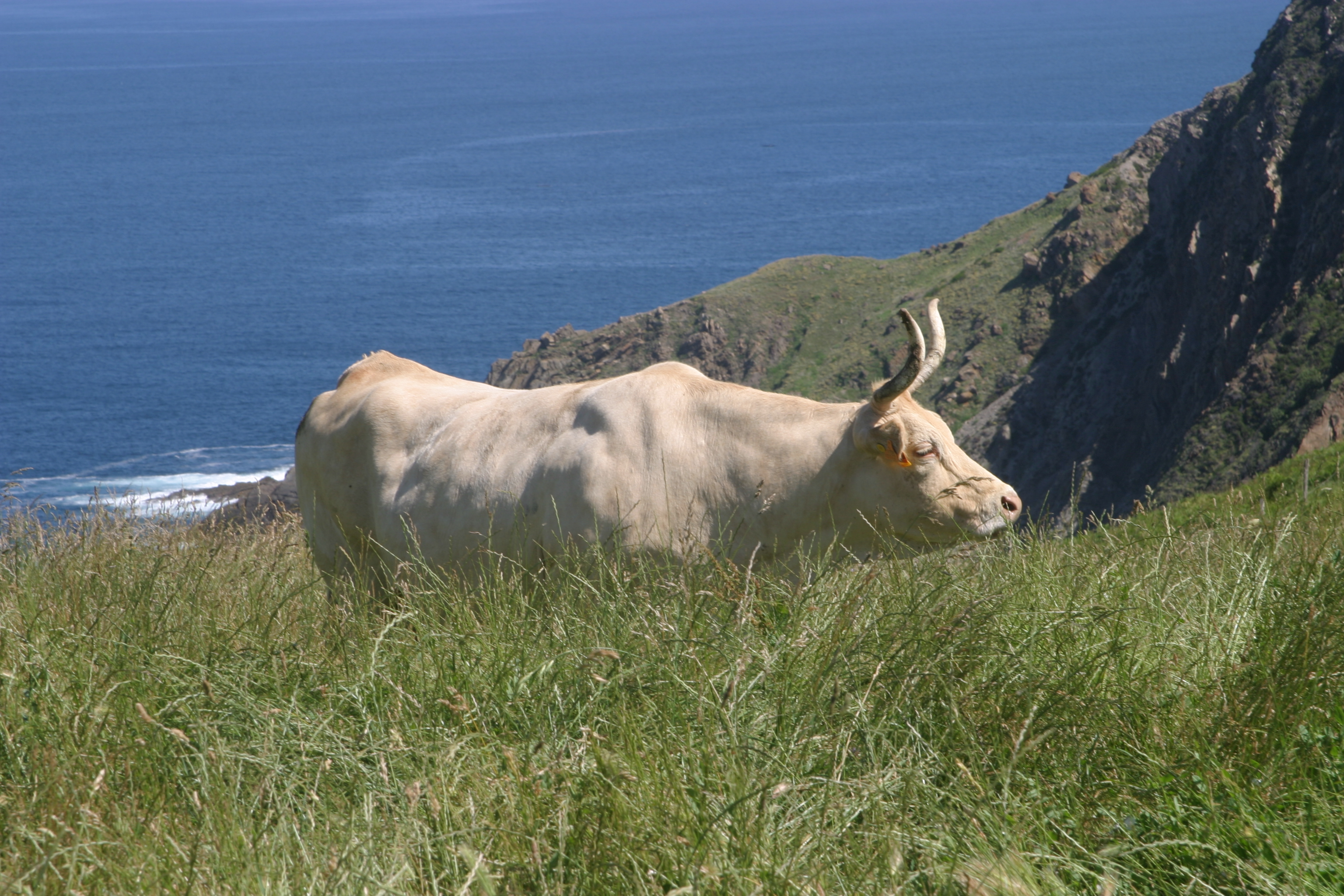 Asociación de ganado pirenaico en Iza
