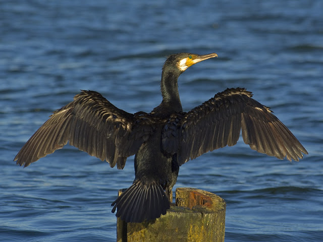 Cormorán en Sonabia