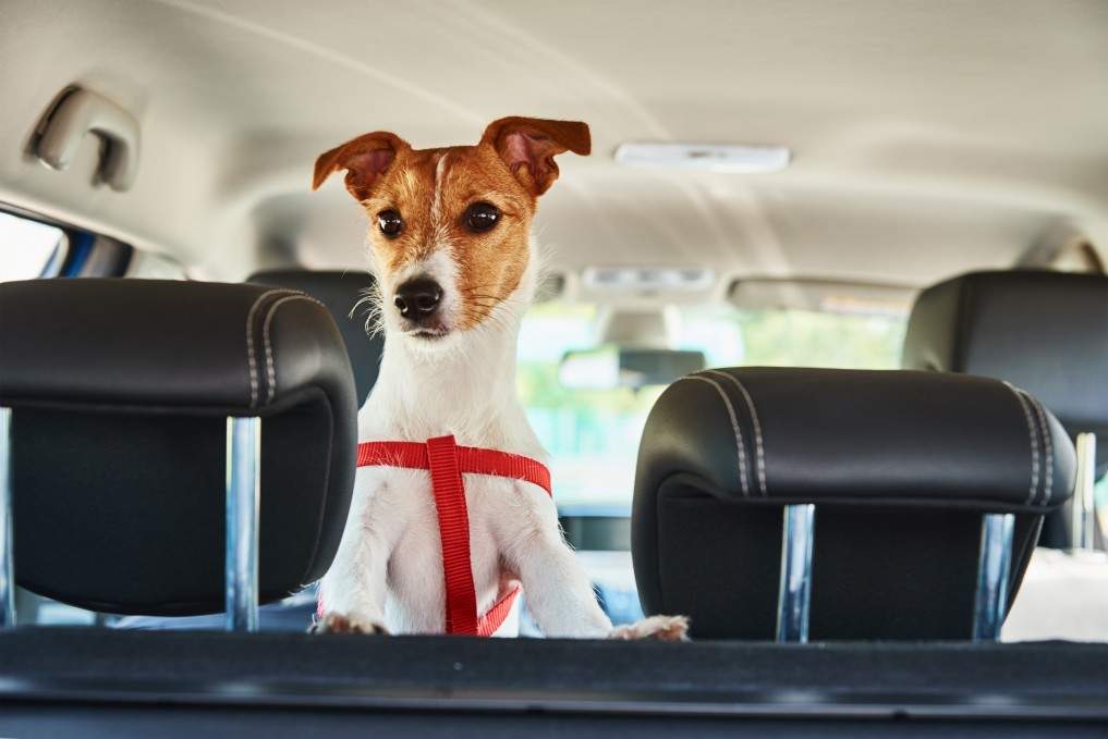 La importancia de llevar a las mascotas atadas en el coche