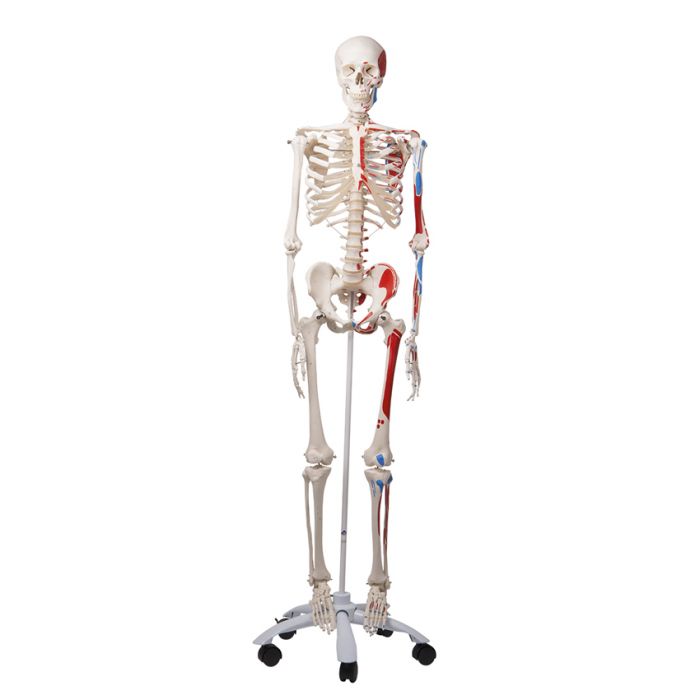 Esqueleto con músculos