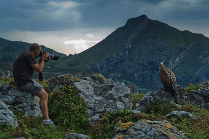 Buitres en Cantabria