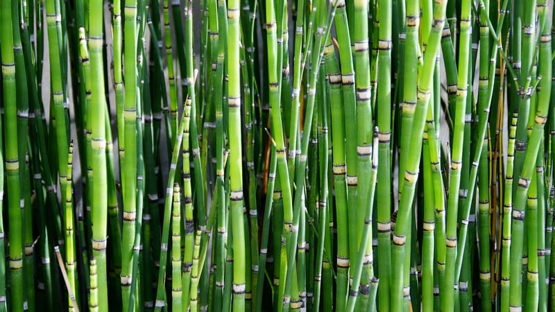 Bambú, mucho más que una planta