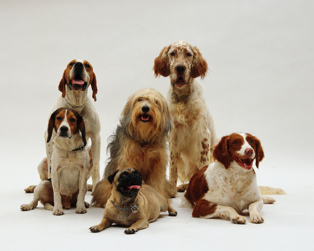 Garrapatas en perros: Síntomas y cómo prevenirlas