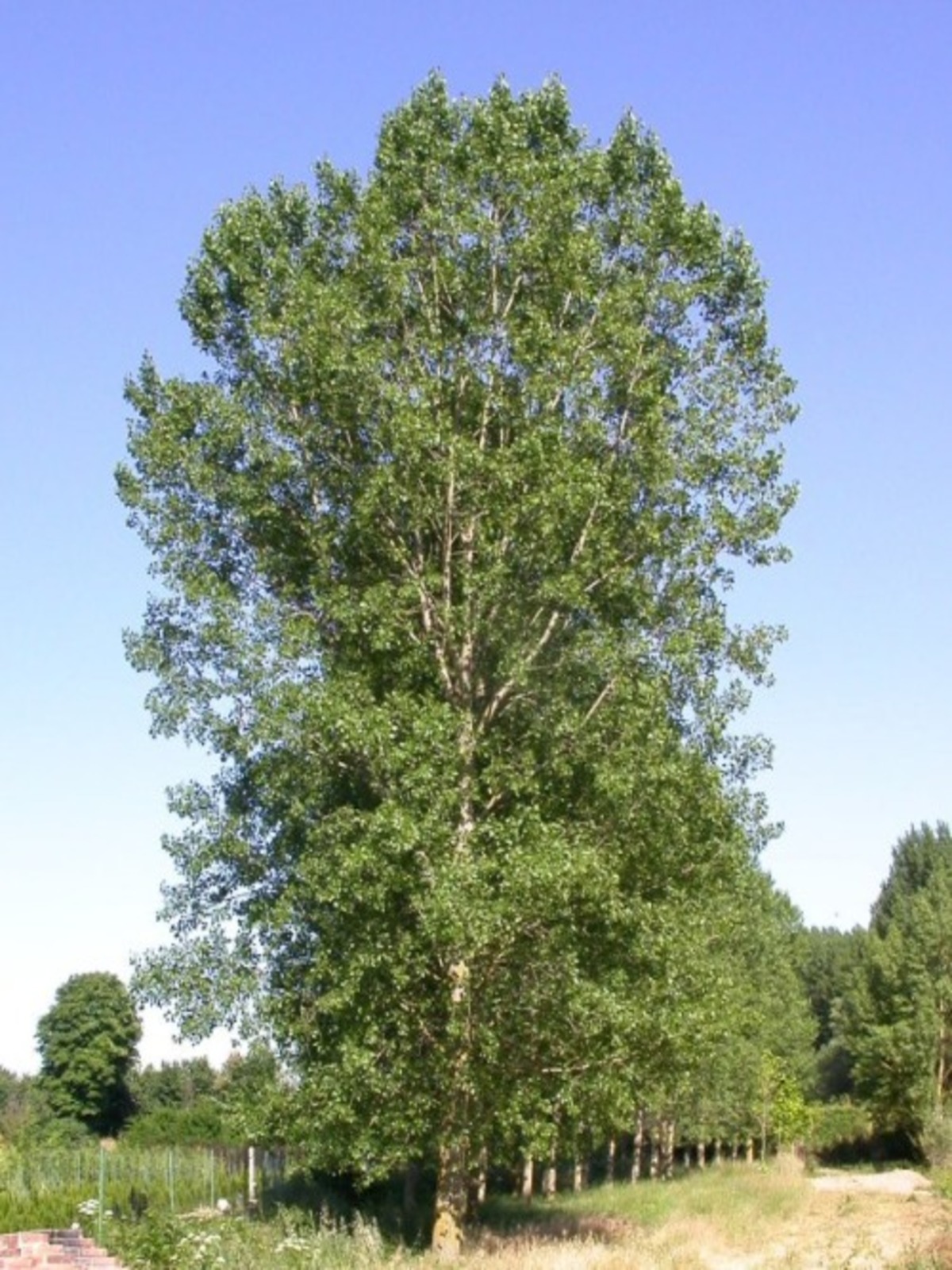 тополь дерево фото