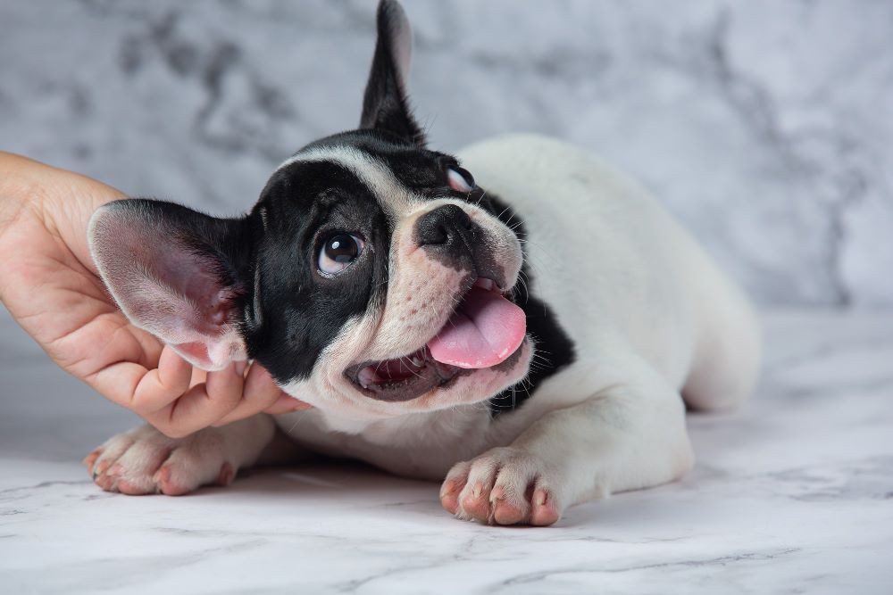 Prevención de los parásitos externos en mascotas