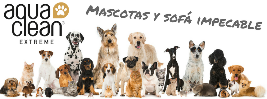 Sofás Aquaclean Extreme recomendados para hogares con mascotas en Asturias