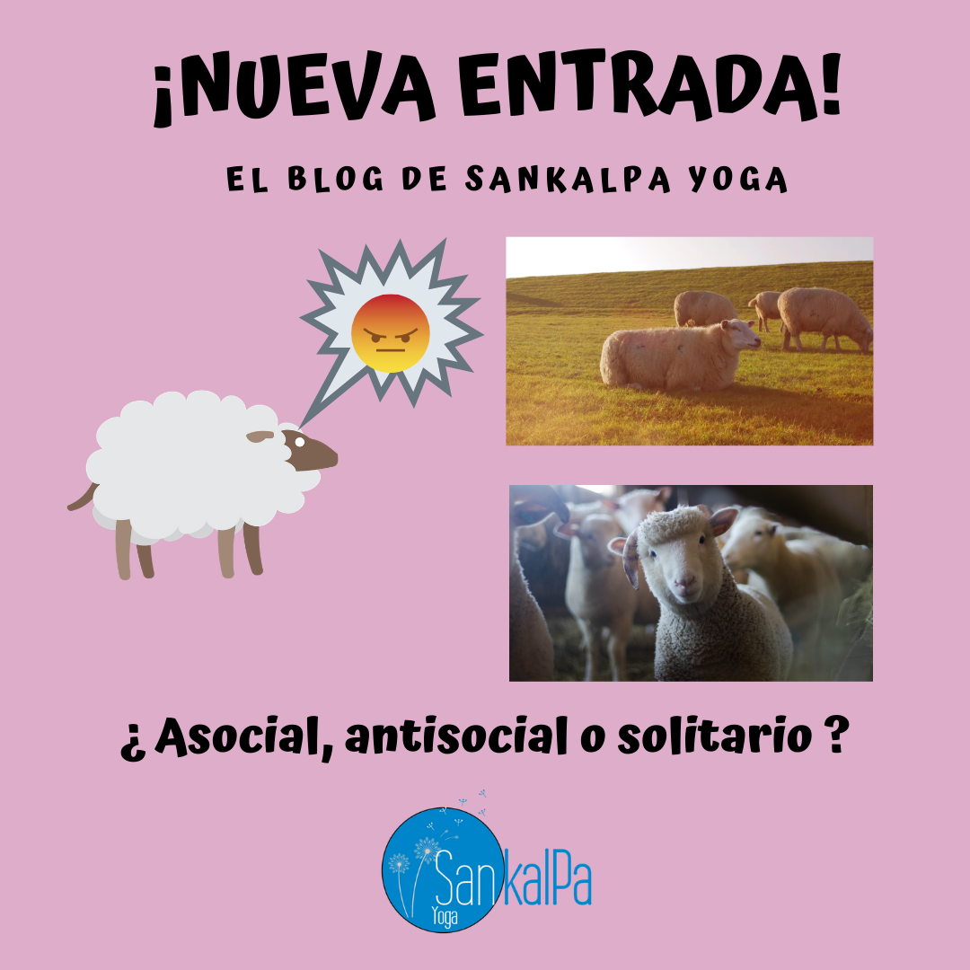 El Blog de Sankalpa Yoga. ¿Asocial, antisocial o solitario?.